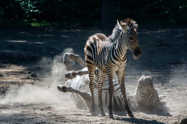 Puledro di zebra di pianura e madre che fanno il bagno di polvere — Foto Stock