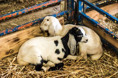 Kalem köşesinde uyku iki bebek kuzu