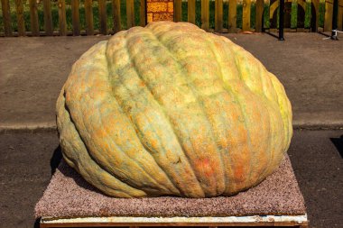 Dev Cadılar Bayramı Balkabağı ekranda