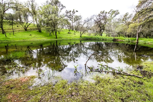 Riflessione sugli alberi fuori dallo stagno di campagna — Foto Stock