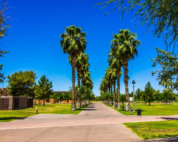 Row Palm Trees Public Park — Stock Photo, Image