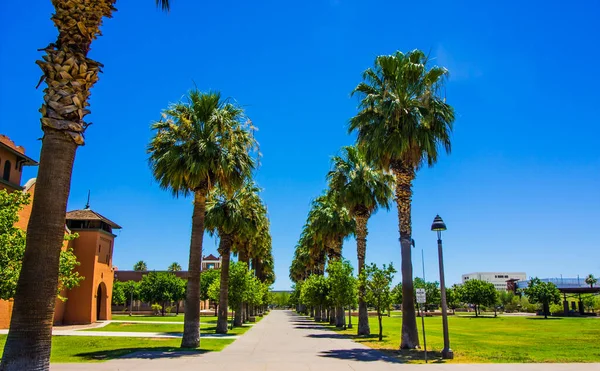 Fila Palmeras Altas Forro Pasarela Parque Público — Foto de Stock