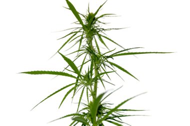 Beyaz arka planda, esrar yasallaştırma esrar bitki.