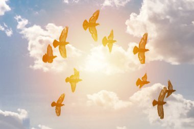 bir sürüsü bulutlar ve güneş ışığı, Özgürlük kavramı arasında mavi gökyüzünde uçan güvercinler