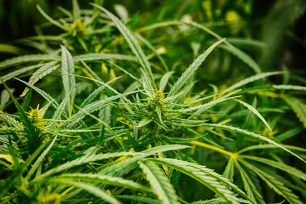 Yakın çekim, yasallaştırma esrar ve esrar kenevir bırakır.