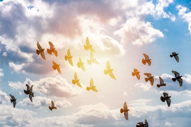 bir sürüsü bulutlar ve güneş ışığı, Özgürlük kavramı arasında mavi gökyüzünde uçan güvercinler
