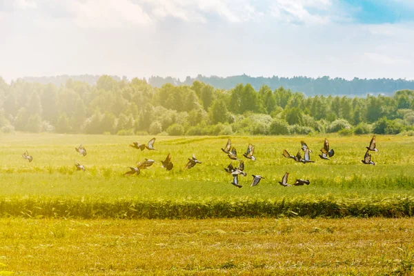 bir sürü yeşil bir alana güneş ışığı altında Özgürlük kavramı üzerinde uçan güvercin