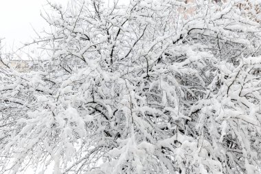 Ağaçların dalları ile kabarık beyaz kar kaplıdır. Doku kar. Kış manzarası.