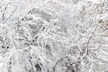 Ağaçların dalları ile kabarık beyaz kar kaplıdır. Doku kar. Kış manzarası.