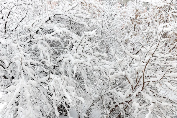 Ağaçların dalları ile kabarık beyaz kar kaplıdır. Doku kar. Kış manzarası.