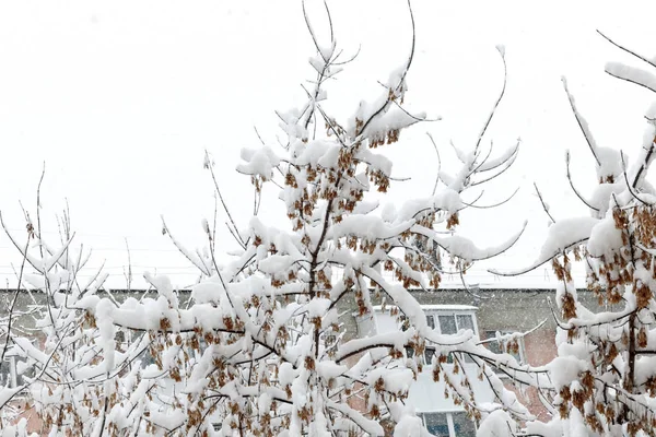Die Äste Der Bäume Sind Mit Flauschigem Weißem Schnee Bedeckt — Stockfoto
