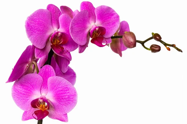 Beyaz arka plan üzerinde pembe orkide çiçek izole