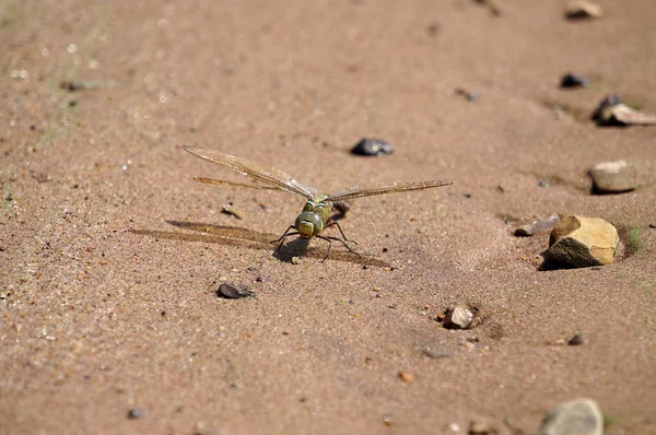 Güzel taşlar yanında kum üzerinde yeşil yusufçuk.
