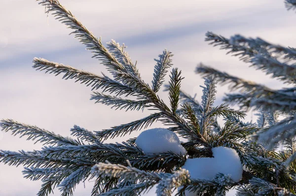 Noel arka plan ayaz çam ağacı yıldız ile.