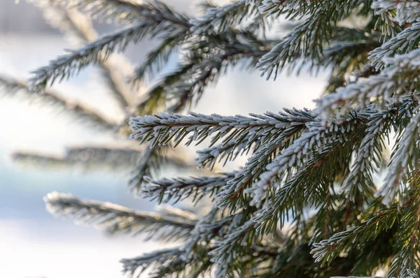 Noel arka plan ayaz çam ağacı yıldız ile.