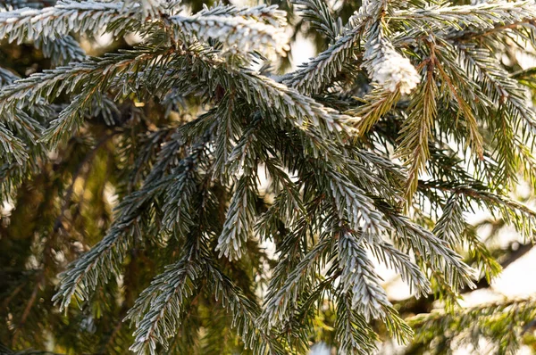 Noel arka plan ayaz çam ağacı yıldız ile.