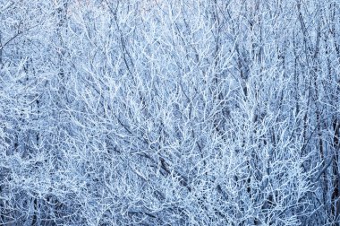 Frost, güzel kış arka plan ile kaplı ağaç dalları.