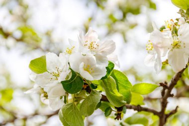 Elma ağacı çiçeği bahar.