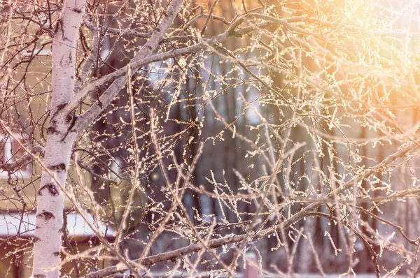 Huş ağacı dalları frost güneş ışığı altında güzel kış arka plan ile kaplı.