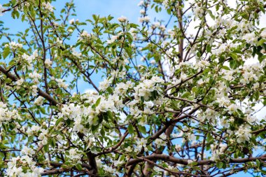 Elma ağacı çiçeği bahar.