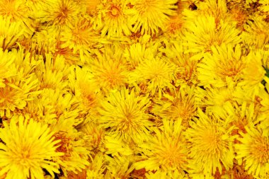 Sarı çiçek dandelions yakın çekim.