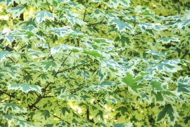 Acer platanoides Drummondii, yeşillik