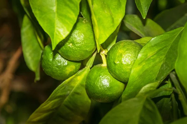 Ihlamur ağacı yaprakları arasında asılı limon meyve