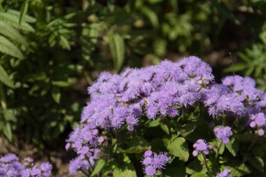 Çiçek ageratum menekşe (bilimsel adı Ageratum Houstonianum), Orta Amerika'ya özgü. Güzel arka plan.