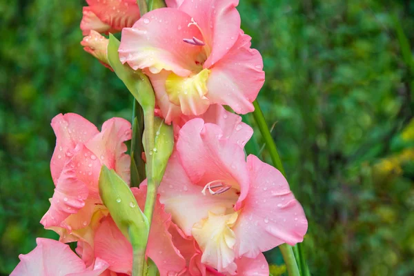 Rosa Gladiolus Blommor Med Dagg Droppar Blad Och Blommor — Stockfoto