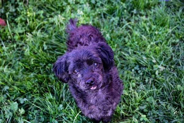 Yeşil çim arka plan üzerinde köpek ırkı Schnoodle siyah