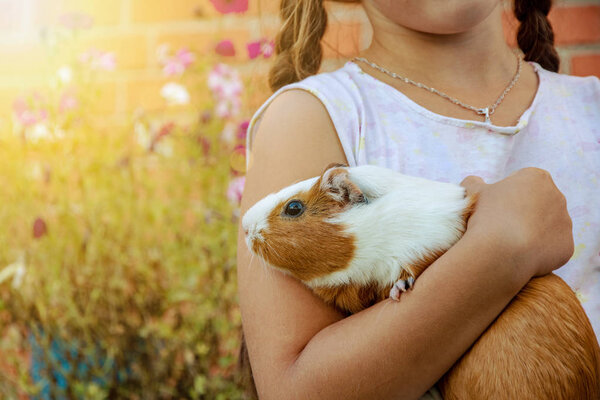 Guinea pig in the hands of a girl in the sun