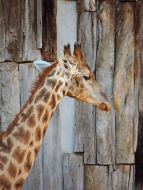 Ayrıntılı bir giraffe's baş profilden gördüm