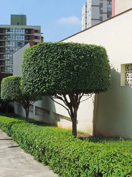 Jardim Com Árvores Podadas Formato Geométrico — Fotografia de Stock