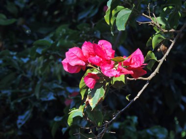 Yeşil yeşillik ortasında pembe çiçekler