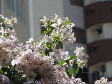 Ağaç dalları beyaz IPE çiçek tam