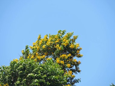 Ağaçların sarı çiçek aksine mavi gökyüzü ile yeşil yeşillik