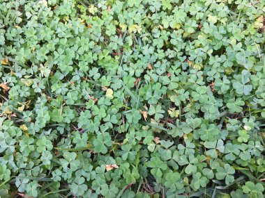 Yoncaları Bahçe dolu detay