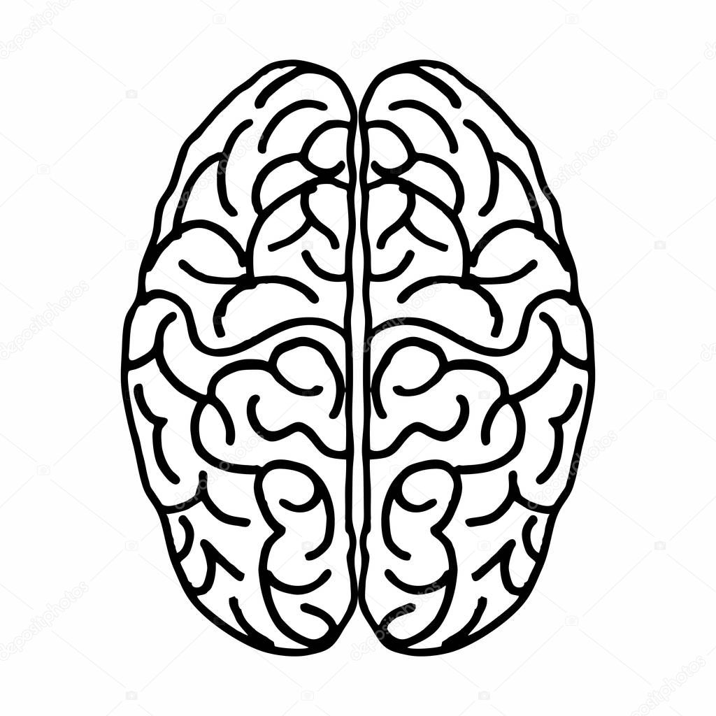 Freehand illustration of an isolated brain seen from above. Black outlines on the white background.