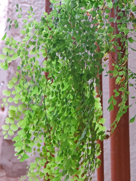 Detalhe Plantas Com Pequenas Folhas Arredondadas — Fotografia de Stock
