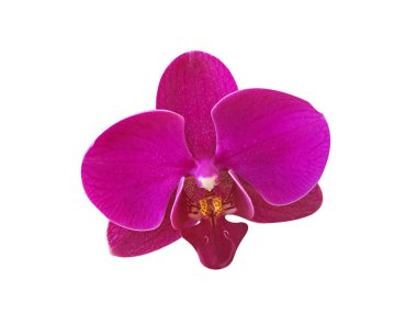 Beyaz arka plan üzerinde izole bir pembe orkide çiçek