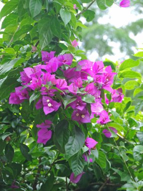 Mor çiçekli bahçe bitkileri