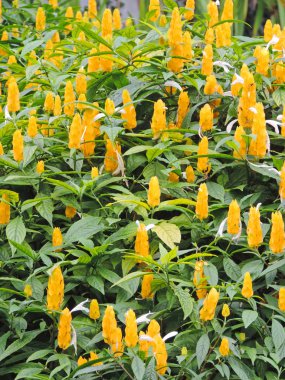 Sarı çiçekli bahçe bitkileri