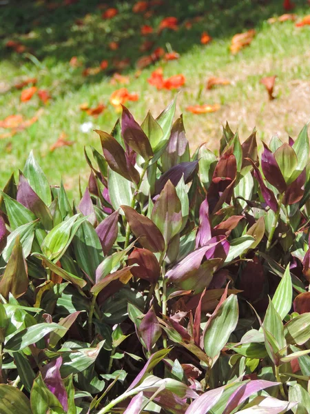 Plants in the garden with some purple leaves