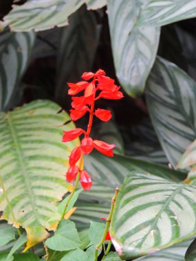 白黒の石の壁küçük kırmızı bitki