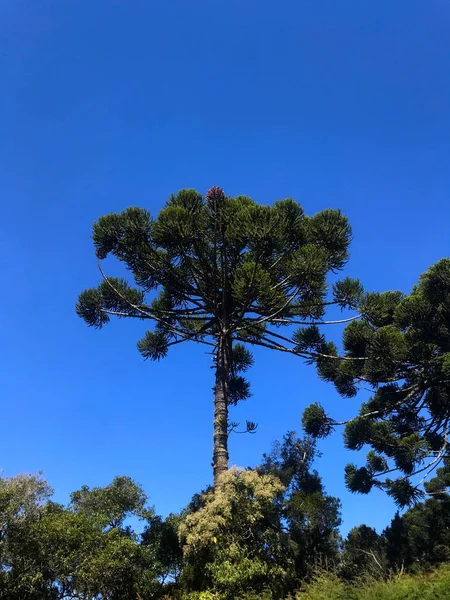 El árbol de Araucaria — Foto de Stock