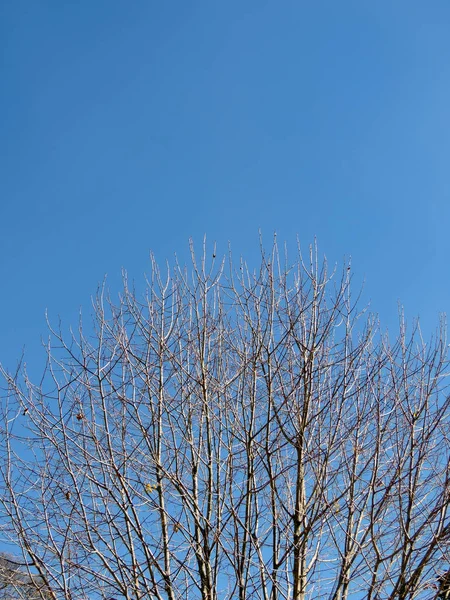 Träd utan löv — Stockfoto