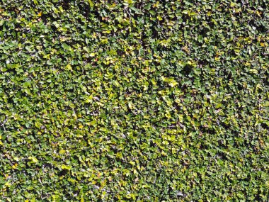 yaprak yeşil arka plan