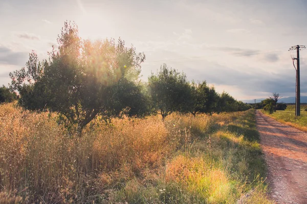 Mandelträd Längs Vägen Över Fälten Provence Frankrike — Stockfoto