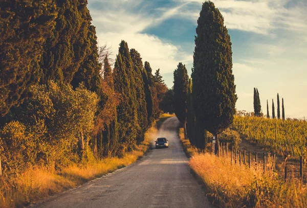 Selvi ve üzüm bağları tipik Tuscany yolda