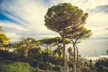 Akdeniz manzaralı çam ağaçları